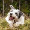 imageCadet Gourmet Premium Quality Rawhide Beef Munchy Sticks for Dogs 150Pack