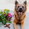 image:imageCadet Gourmet Triple Chews LongLasting Pork Hide Sticks with Apple and Duck Healthy Dog Treats for Small amp Large Dogs 18 Count